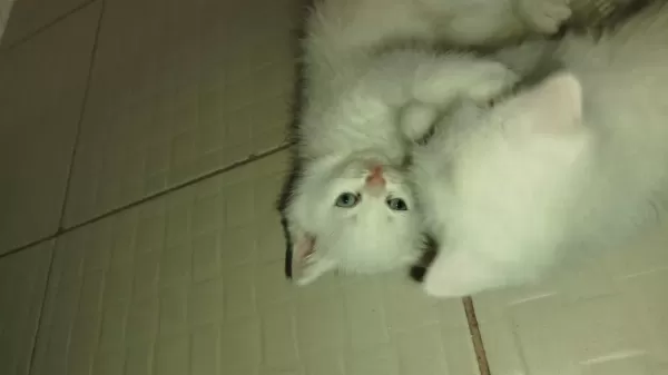 Pamuk British Shorthair