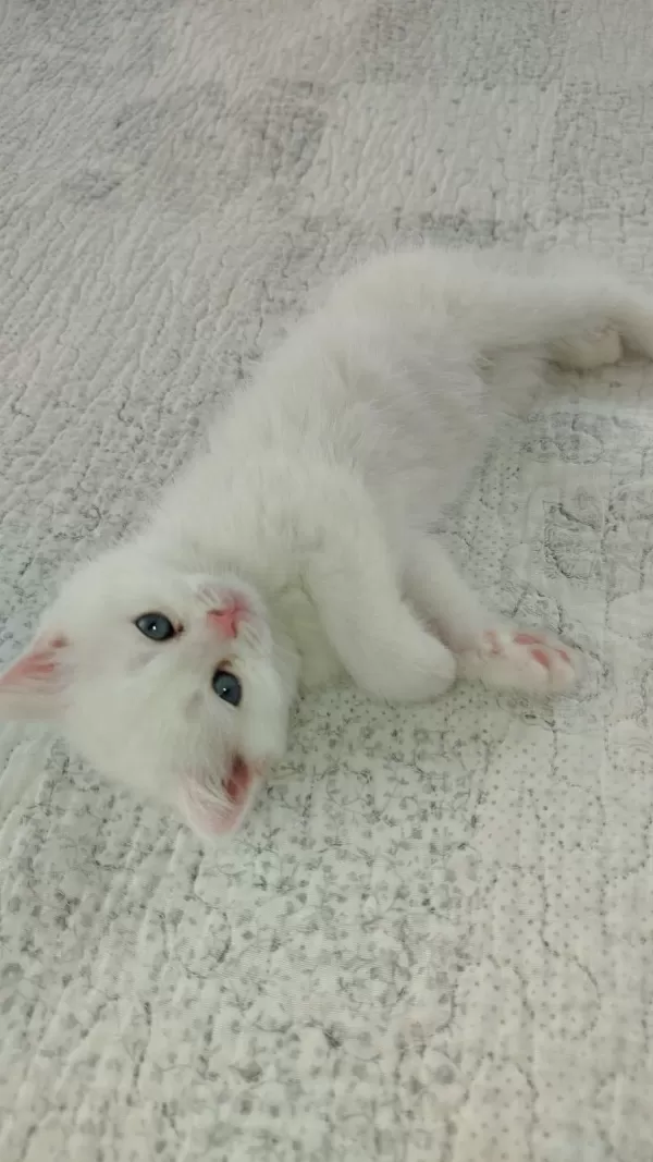 Pamuk British Shorthair