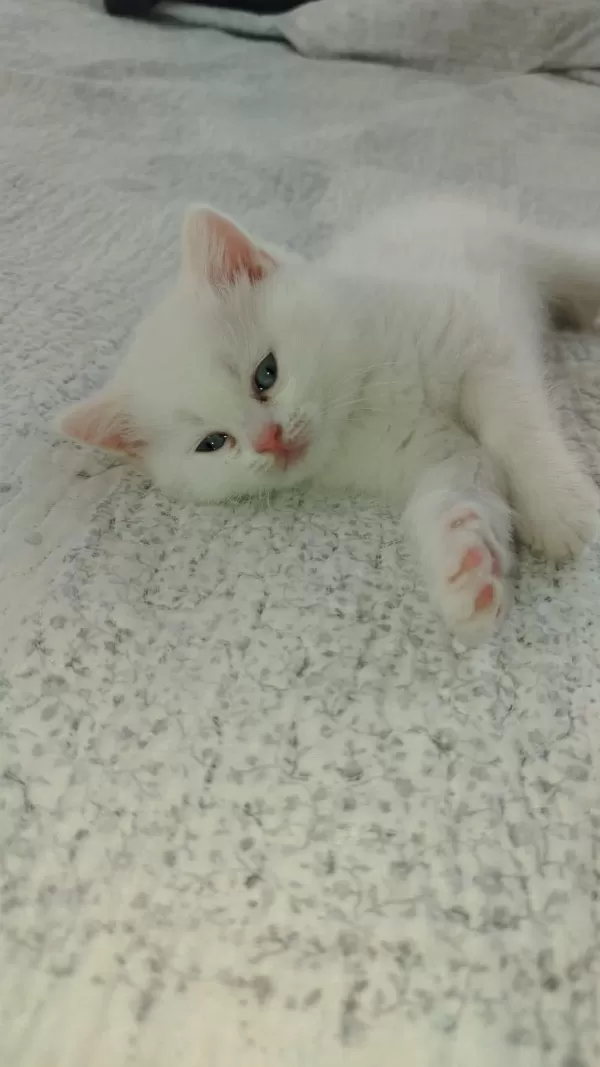 Pamuk British Shorthair