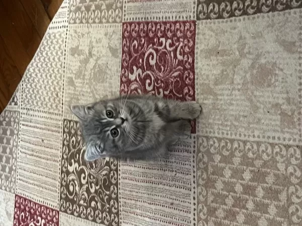 British Tabby Dişi Yavru Kizimiz