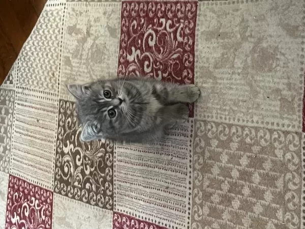 British Tabby Dişi Yavru Kizimiz