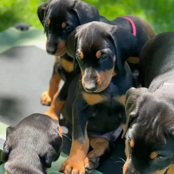 Türkiyenin En Güvenilir Çiftliğinden Doberman