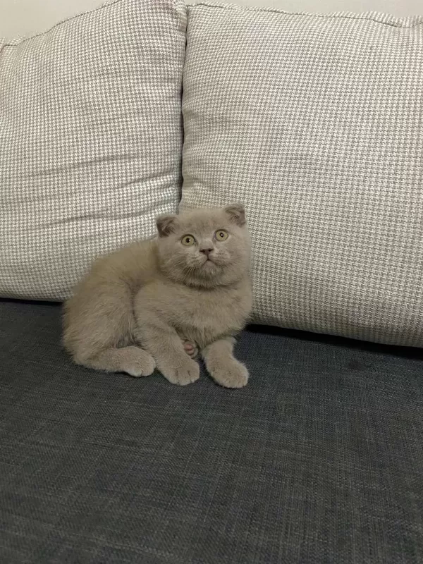 Şirin Ve Sevimli Scottish Fold Yavrumuz