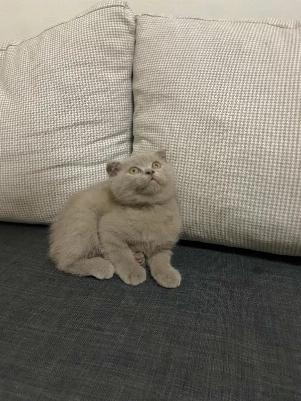 Şirin Ve Sevimli Scottish Fold Yavrumuz