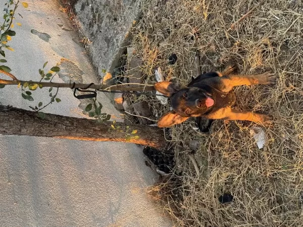 3 Buçuk Aylık Orjinal Alman Kurdu