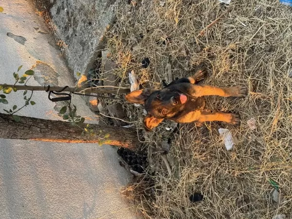 3 Buçuk Aylık Orjinal Alman Kurdu