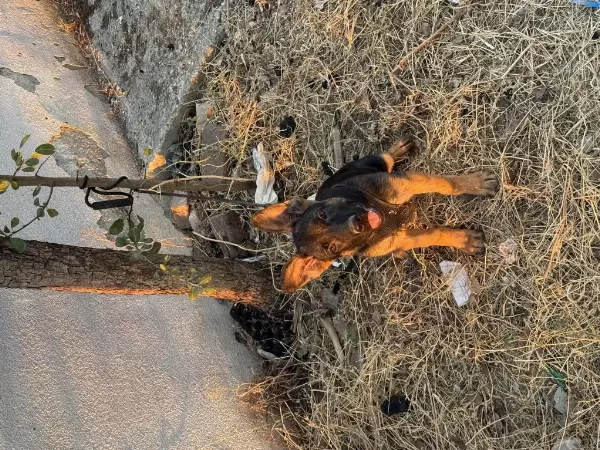 3 Buçuk Aylık Orjinal Alman Kurdu