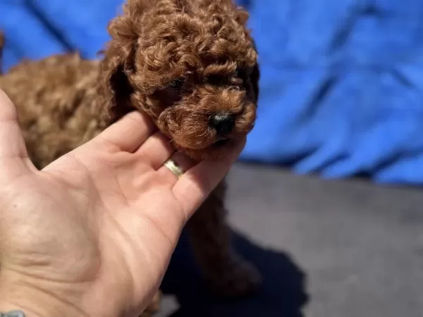 Yasal Ruhsatlı Çifrlikde Ziyarete Açık Toy Poodle