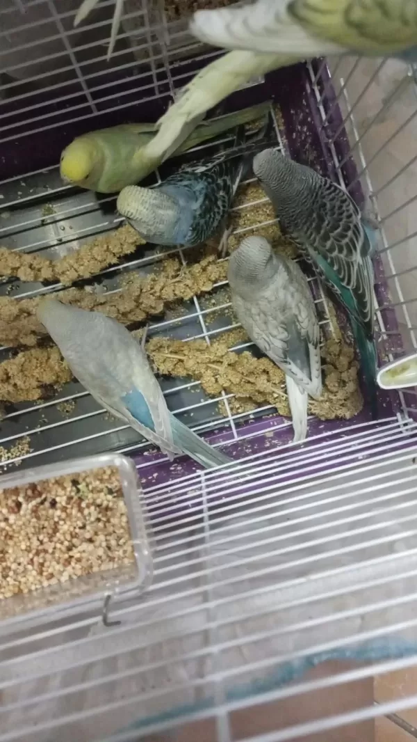 Ele Alisik Yeni Yeme Düşmüş Yavrular
