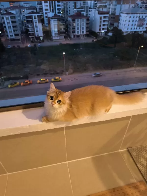 British Longhair Kedisi