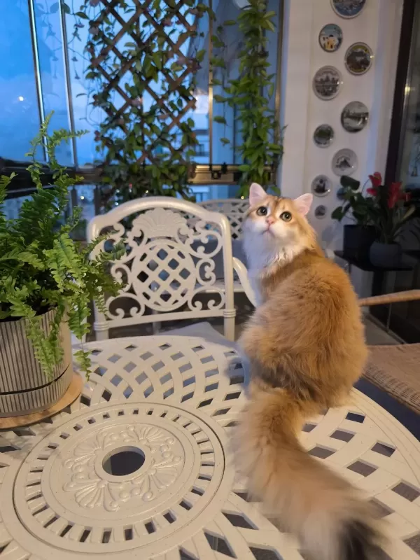 British Longhair Kedisi