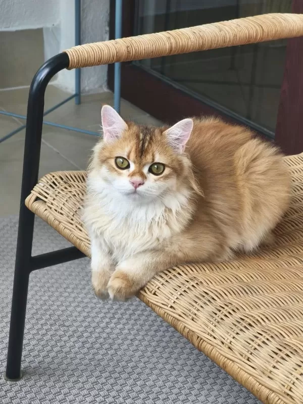 British Longhair Kedisi