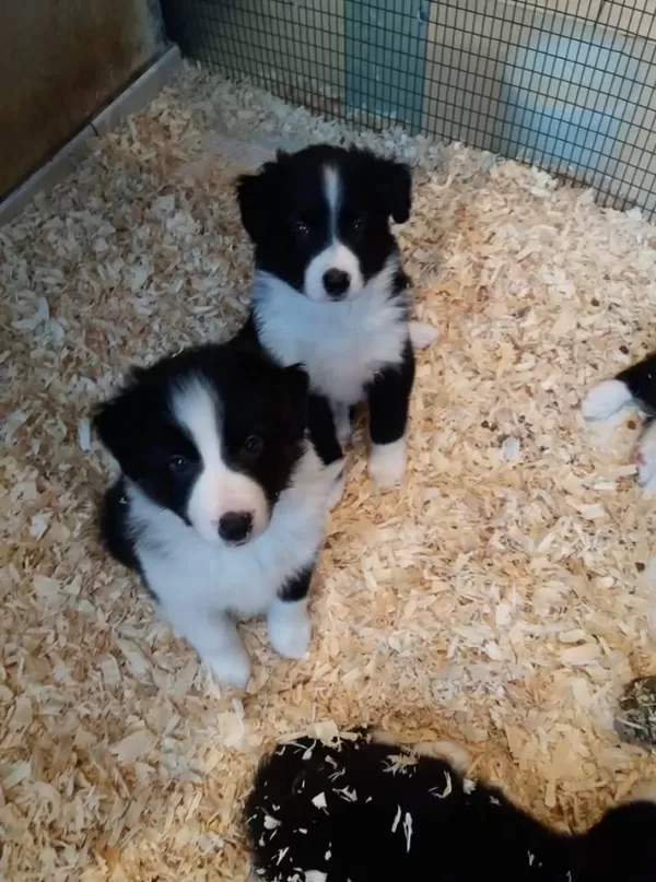 Border Collie Yavrulari