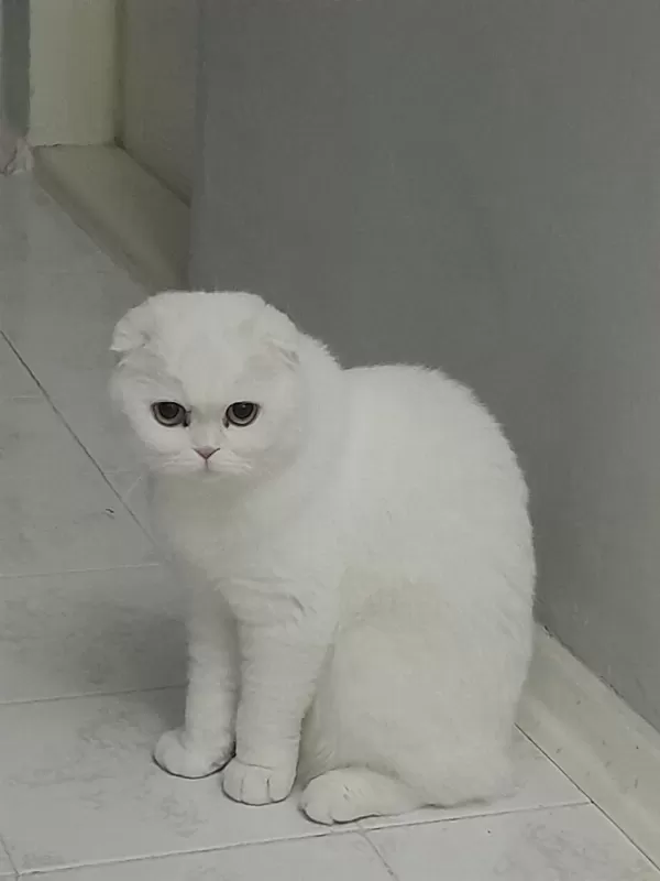Acil Dişi Scottish Fold