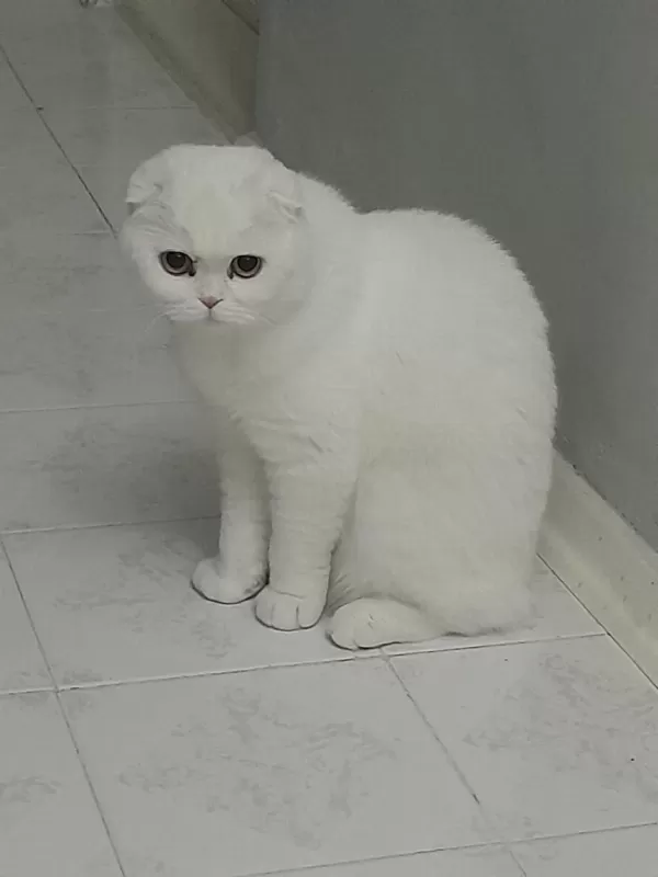 Acil Dişi Scottish Fold