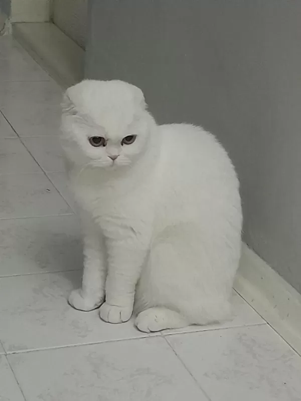 Acil Dişi Scottish Fold