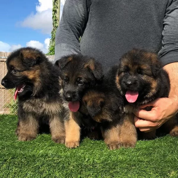Alman Çoban Köpeği Yavrulari