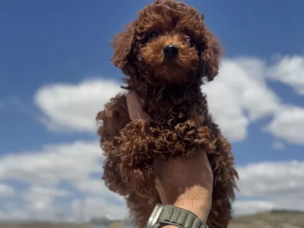 Show Kalite Redbrown Toy Poodle Yavrularımız