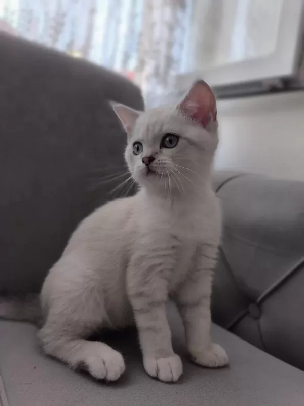 Harika British Blue Point