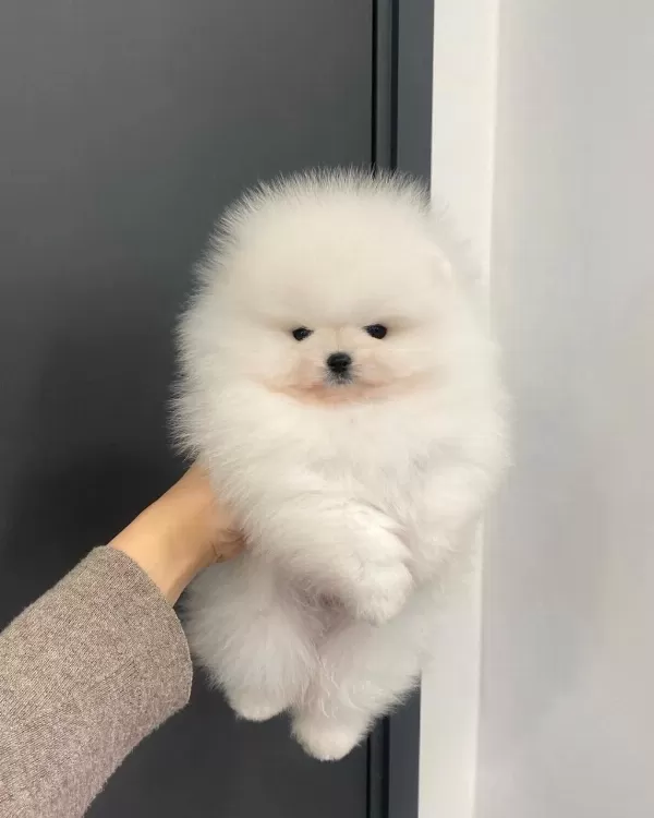 Ayi Surat Pomeranian Yavrulari
