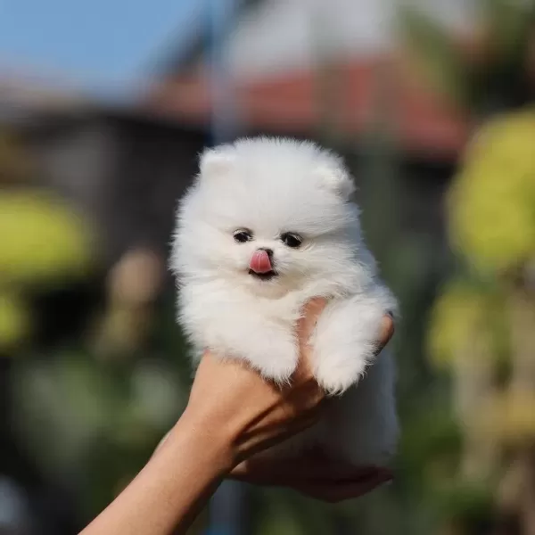 Ayi Surat Pomeranian Yavrulari