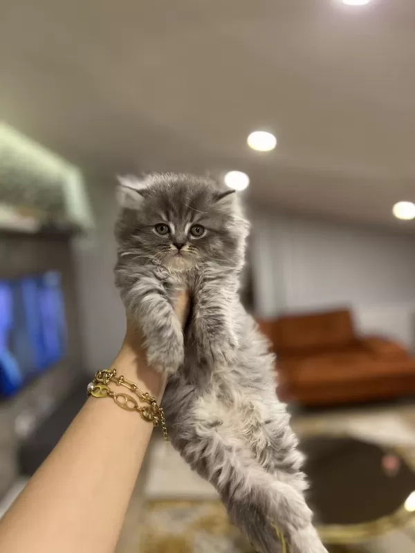 British Longhair Sevimli Yavrularim