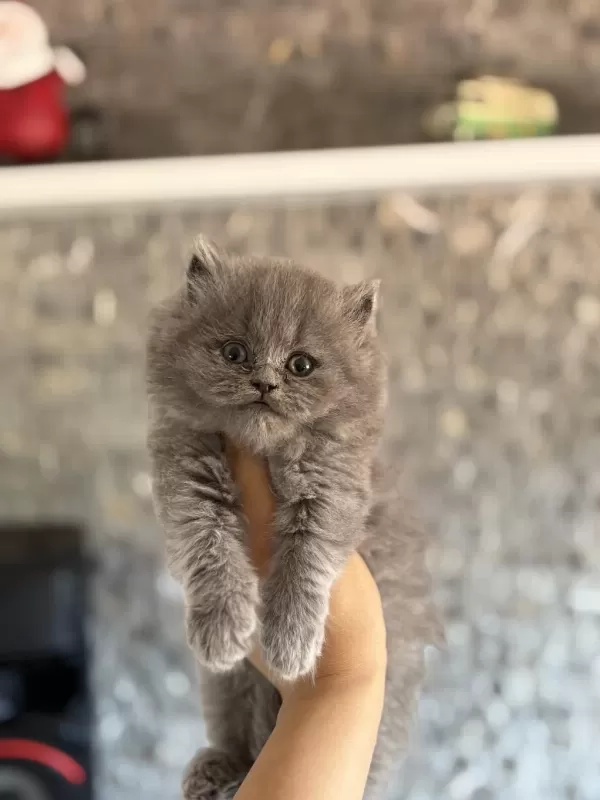 British Longhair Gri Yavrularim