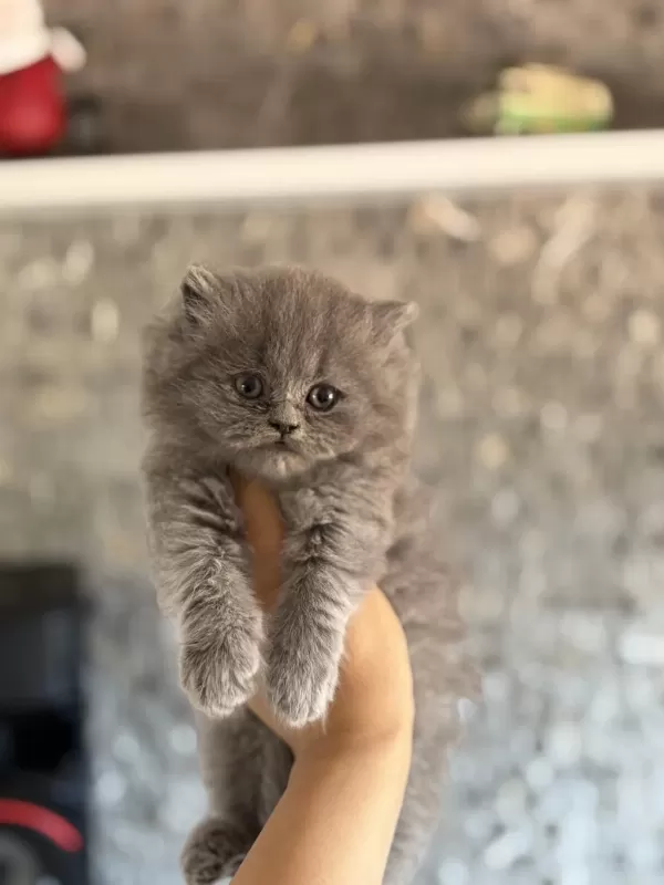 British Longhair Gri Yavrularim