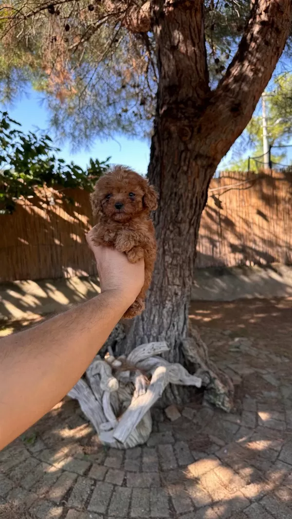 Sağlık Ve İrk Garantili Toy Poodle Yavrularımız