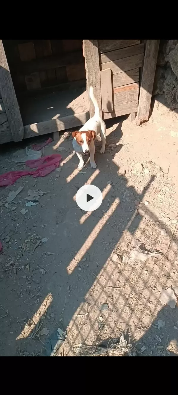 15 Ocak Doğumlu Erkek Jack Russell