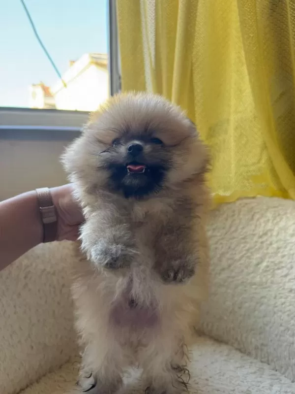 Sağlik Ve İrk Garantili Pomeranian Boo