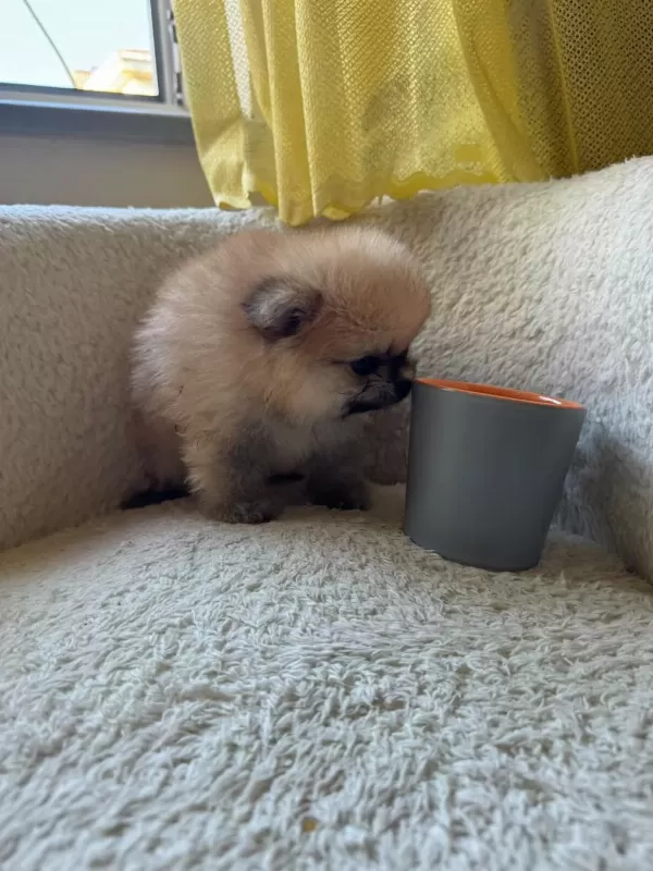 Sağlik Ve İrk Garantili Pomeranian Boo