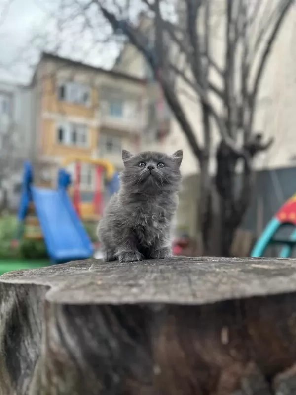 Koca Kafa Kedilerimiz Aa Kalite Safkandir