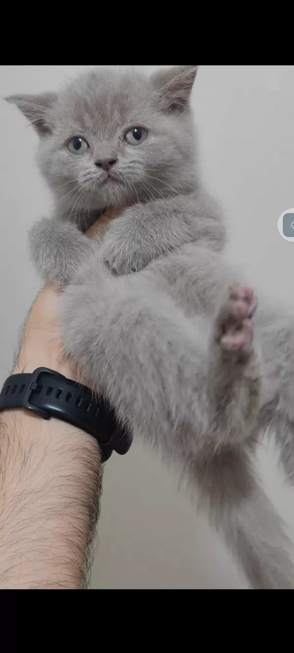 British Shorthair Kedisi