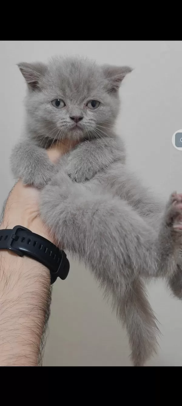 British Shorthair Kedisi