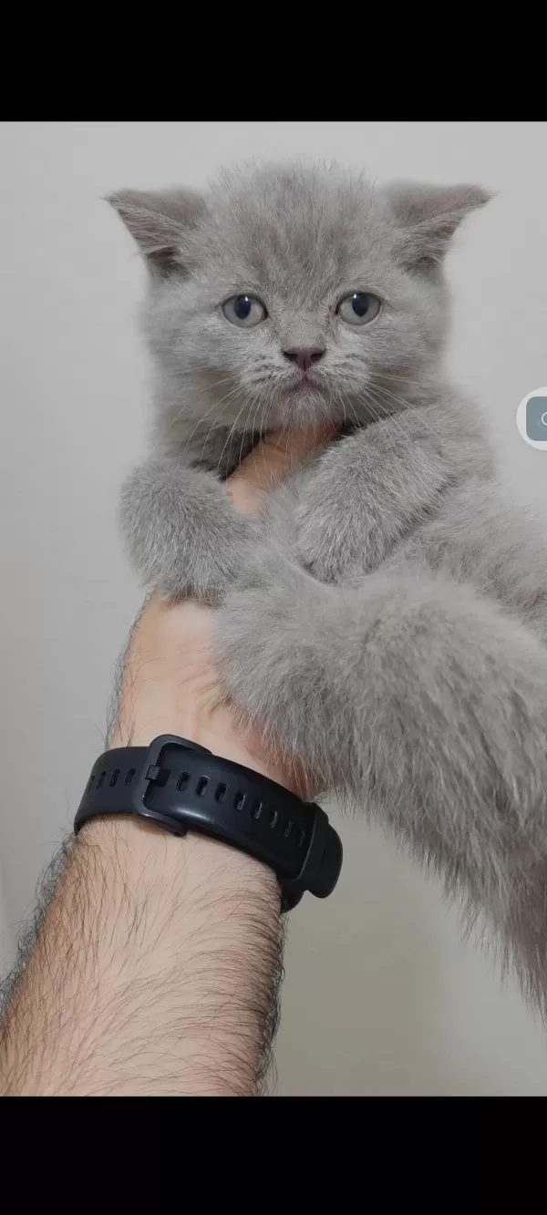 British Shorthair Kedisi