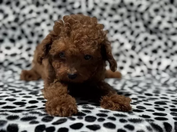 Çık Özel Tea Cup Kore Poodle Yavrularımız