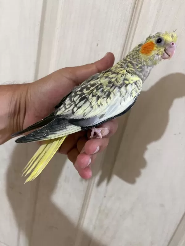 48 Günlük Pearl Bebek Sultan Papağani