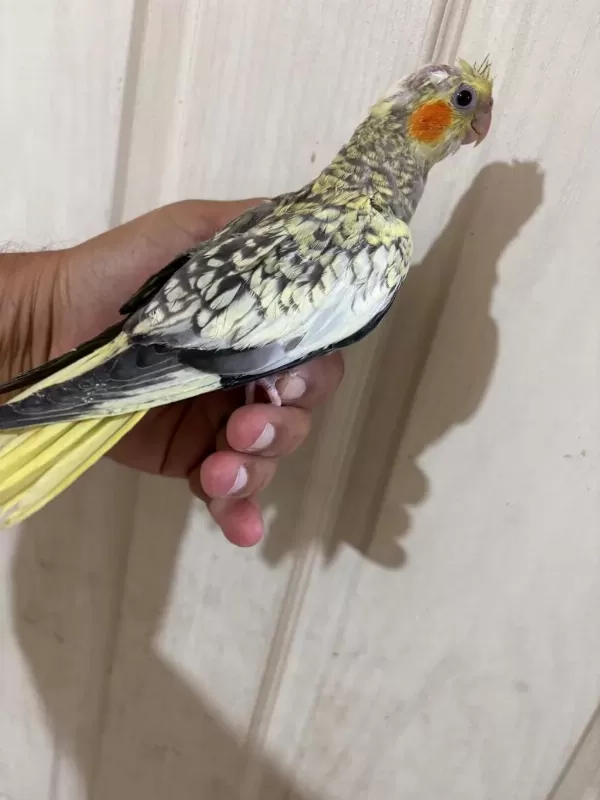 48 Günlük Pearl Bebek Sultan Papağani