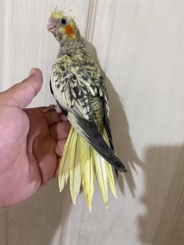 48 Günlük Pearl Bebek Sultan Papağani