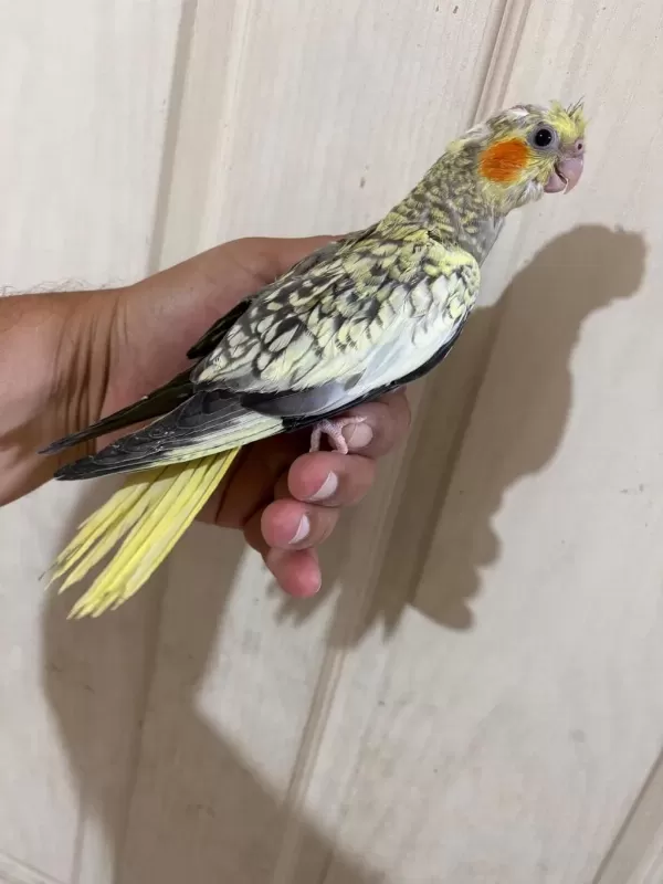 48 Günlük Pearl Bebek Sultan Papağani