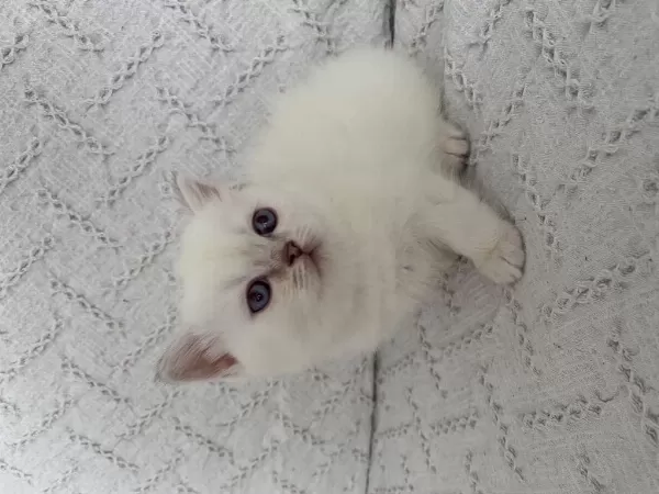 Muhteşem Güzellikte Safkan British Shorthair Yavru