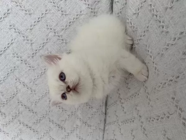 Muhteşem Güzellikte Safkan British Shorthair Yavru