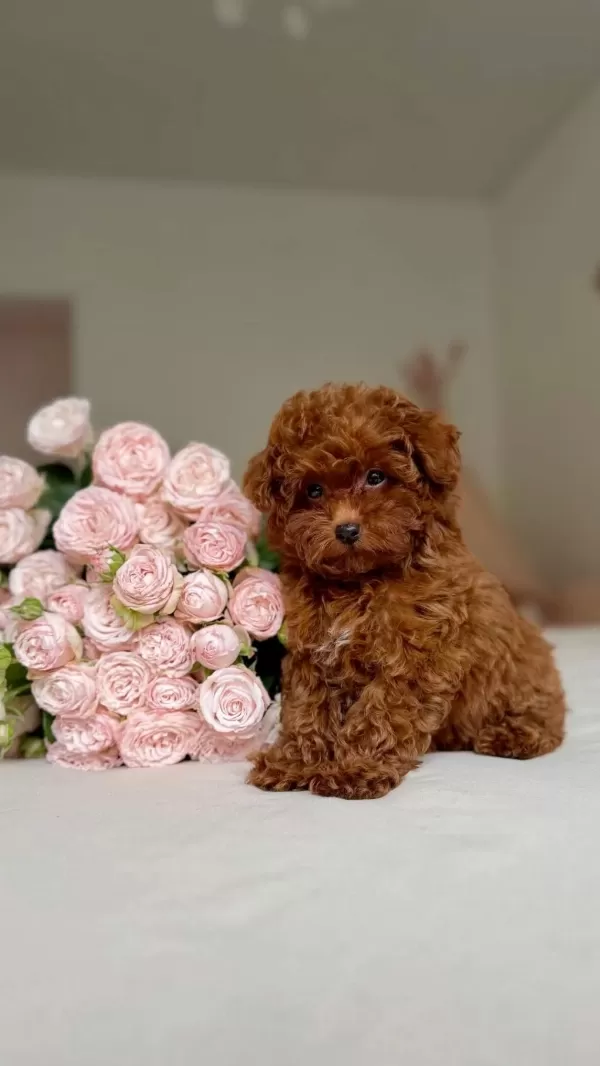 Yuva Arayan Bebek Poodle