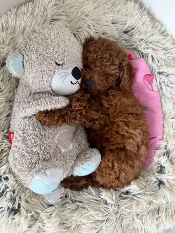 Yuva Arayan Bebek Poodle