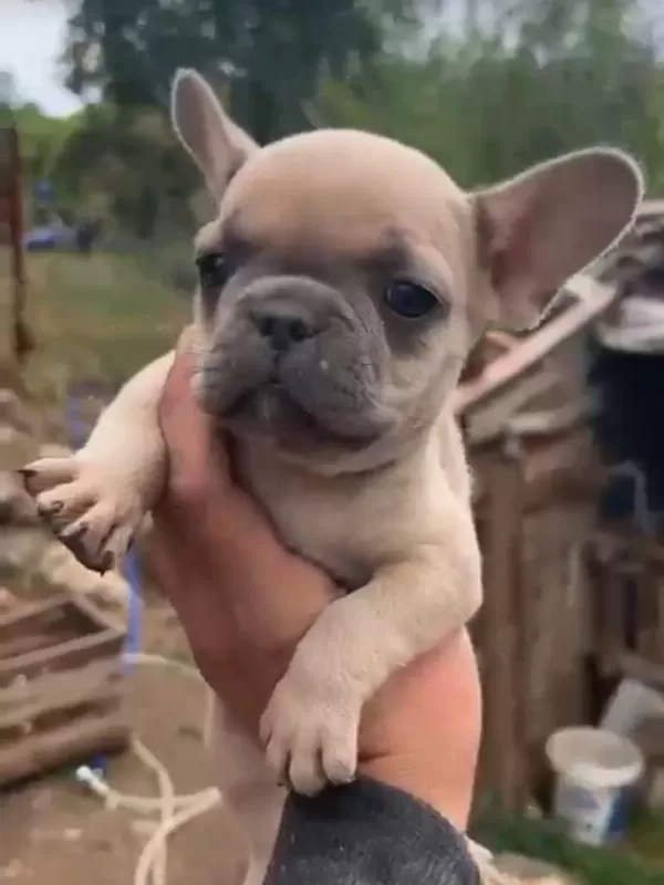 French Bulldog Yavrularımız İrk Ve Sağlık Garantili