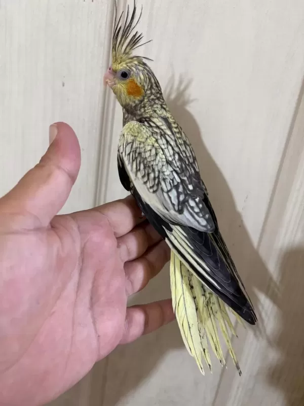 50 Günlük Kusursuz Pearl Sultan Papağani Bebek