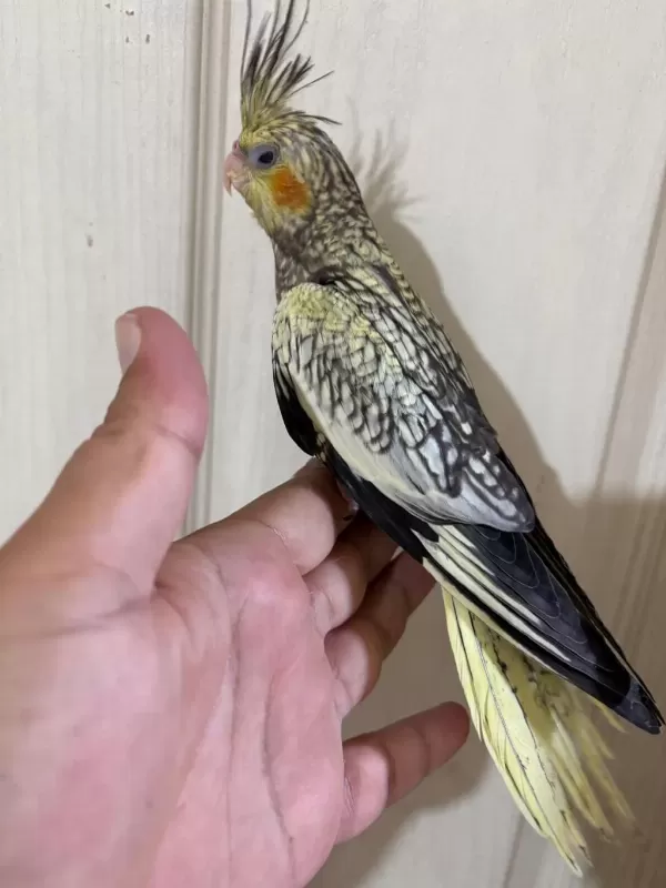 50 Günlük Kusursuz Pearl Sultan Papağani Bebek
