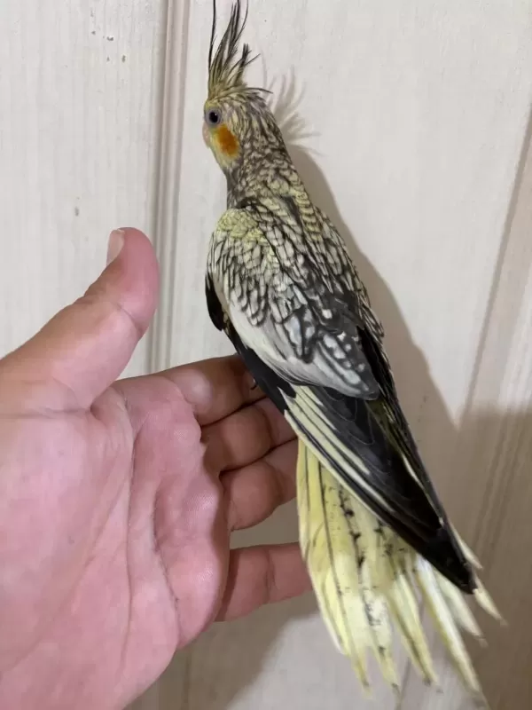 50 Günlük Kusursuz Pearl Sultan Papağani Bebek