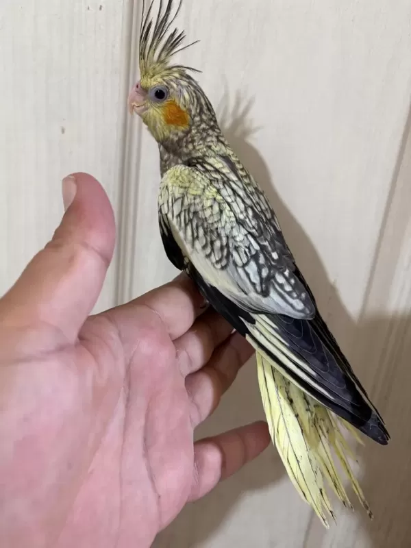 50 Günlük Kusursuz Pearl Sultan Papağani Bebek